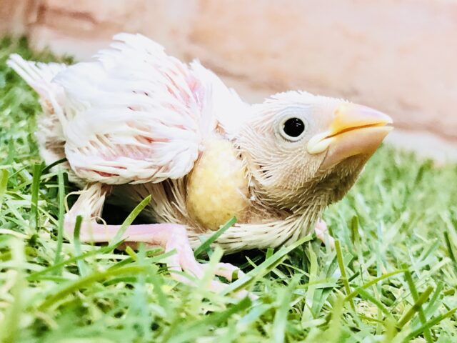 白さ際立つ・・・スノーホワイトカラー　白文鳥