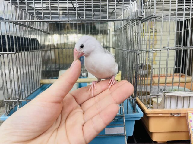 白文鳥