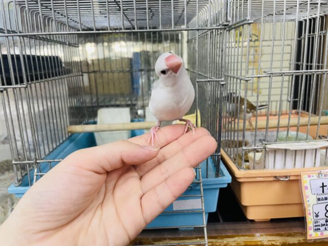 白文鳥