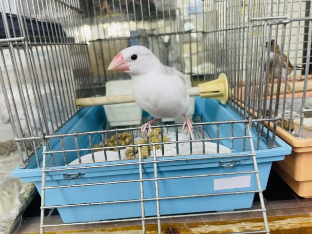 白文鳥