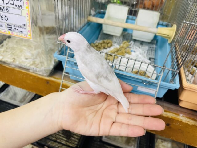 白文鳥