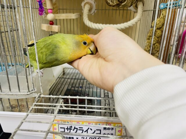 コザクラインコ（小桜インコ）