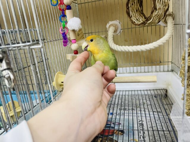 コザクラインコ（小桜インコ）