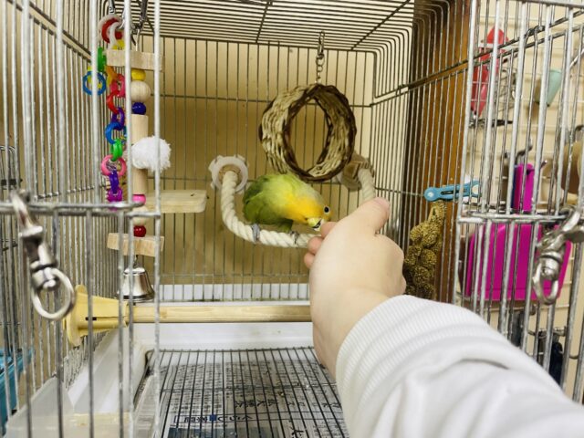 コザクラインコ（小桜インコ）