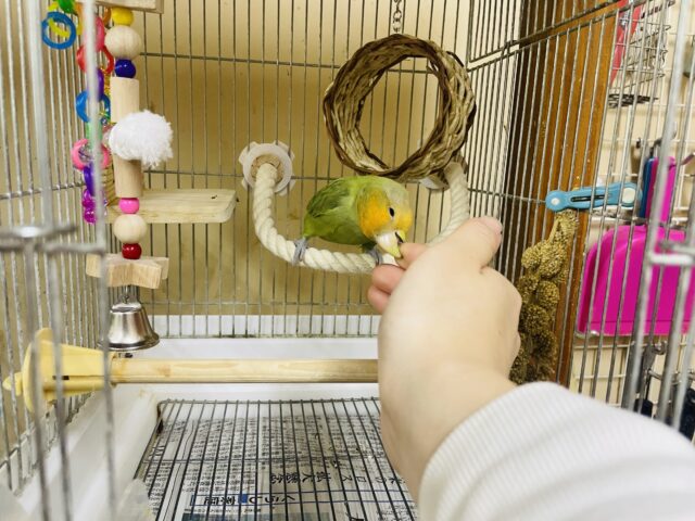 コザクラインコ（小桜インコ）