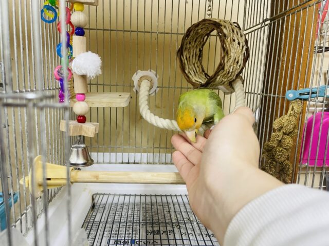 コザクラインコ（小桜インコ）