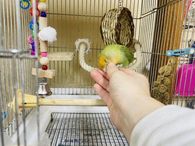 コザクラインコ（小桜インコ）