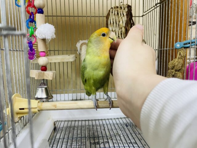 コザクラインコ（小桜インコ）