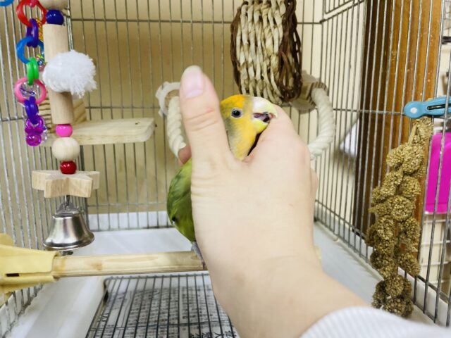 コザクラインコ（小桜インコ）