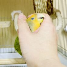 1人餌❣️ナデナデ⭕️🌿🍊🍊本当は甘ったれなの🍊🍊🌿　コザクラインコ　オレンジフェイスオパーリン　