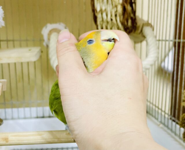 1人餌❣️ナデナデ⭕️🌿🍊🍊本当は甘ったれなの🍊🍊🌿　コザクラインコ　オレンジフェイスオパーリン　