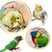 【小山店限定⭐︎】中型インコフェア🦜💕