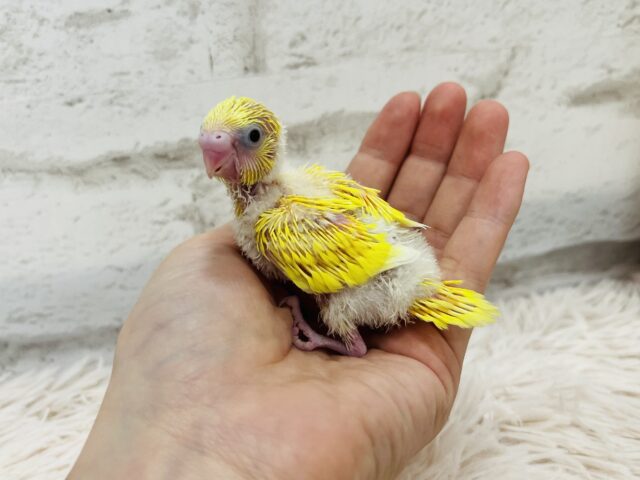 セキセイインコ