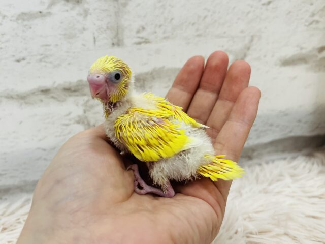 セキセイインコ