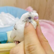 最新画像更新💕ごましお💦💦🩵🖤登場🩵ふりふりごま！！　セキセイインコ　ホワイトハルクイン