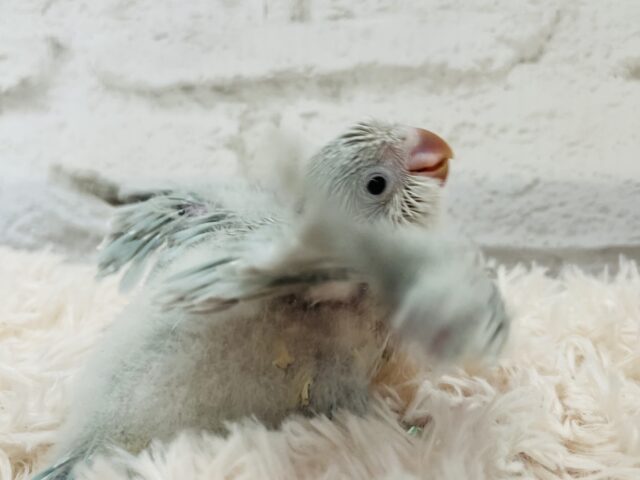 オキナインコ