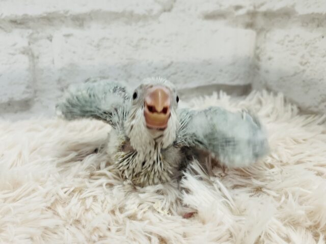 オキナインコ