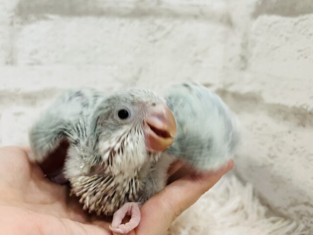 オキナインコ