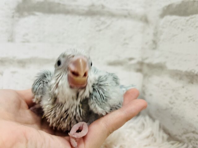 オキナインコ