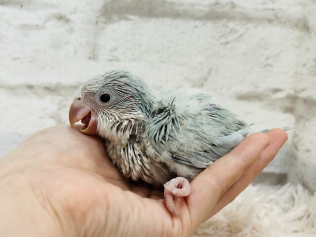 オキナインコ