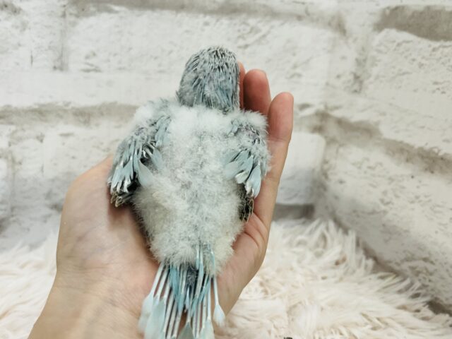 オキナインコ