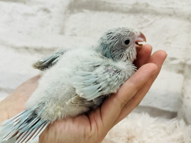 オキナインコ