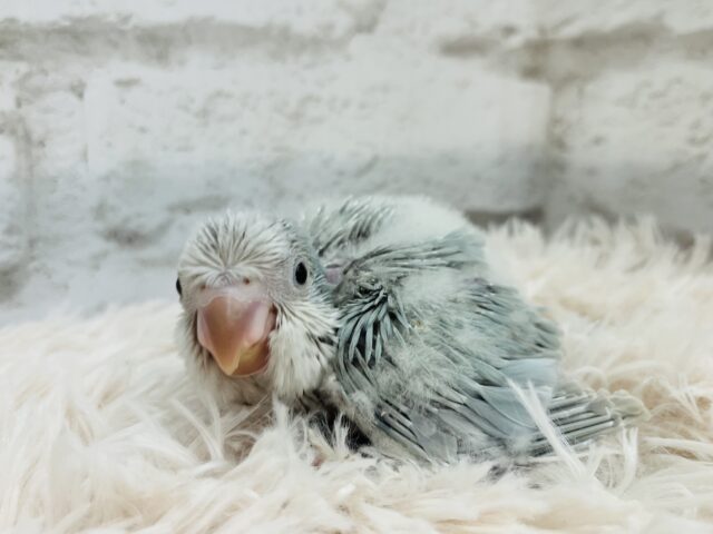 オキナインコ