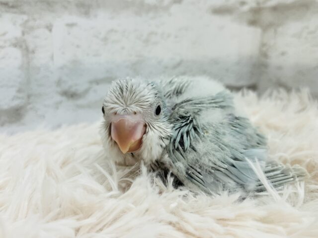 オキナインコ