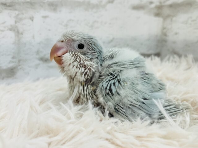 オキナインコ