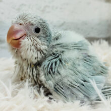 淡いカラーに隠れた秘密🤭💗オキナインコ(ブルーパリドイノ) ヒナ