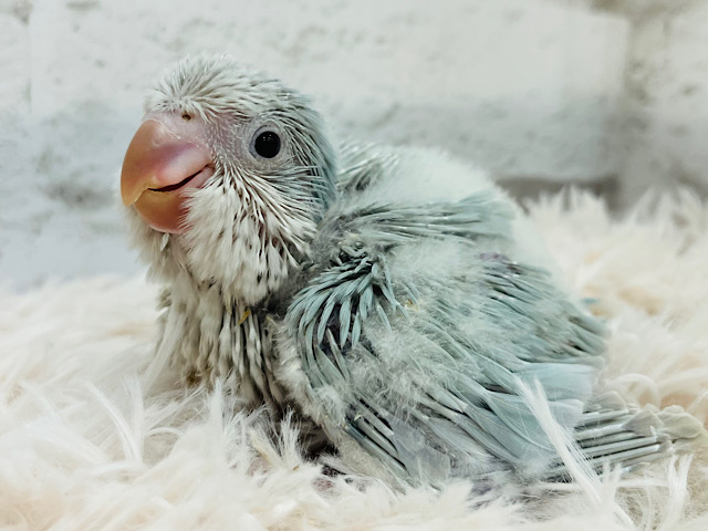 淡いカラーに隠れた秘密🤭💗オキナインコ(ブルーパリドイノ) ヒナ