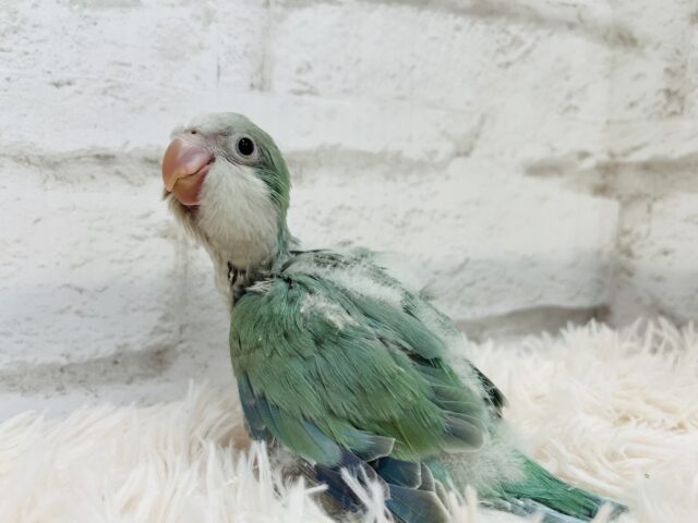 オキナインコ