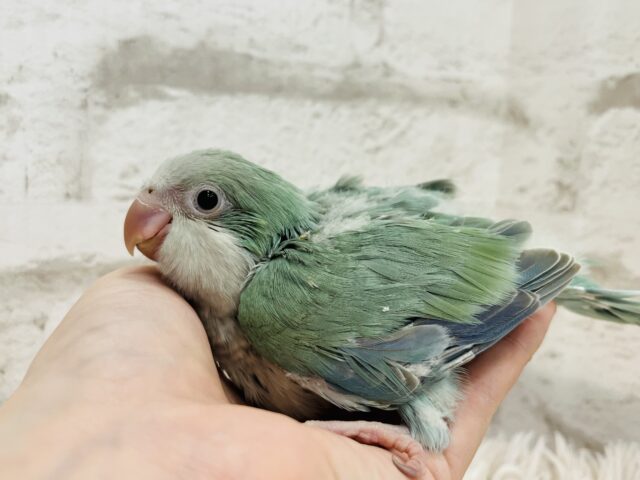 オキナインコ