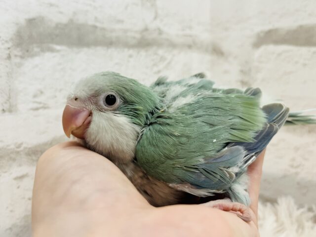 オキナインコ