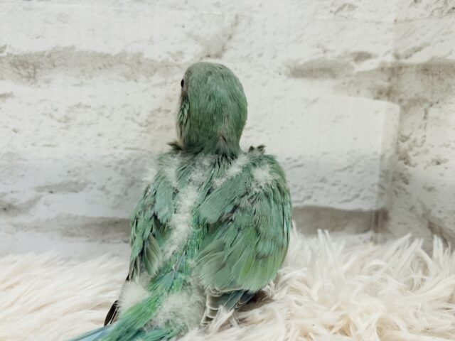 オキナインコ