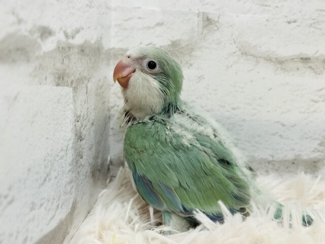 オキナインコ