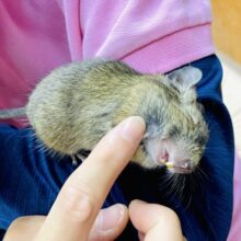 なれてるよ〜❣️手のり❣️カキカキ⭕️ナデナデ⭕️定番人気！デグー(ノーマル)です！！