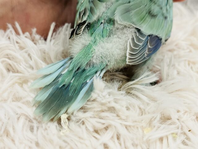 オキナインコ