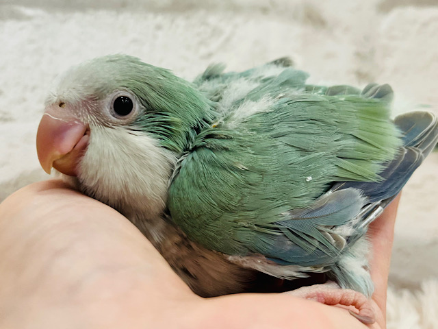 ぷっくぷくした頬っぺがキュート♡オキナインコ(アクアブルーパリド) ヒナ