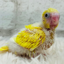 もぎたて果実🍋フレッシュカラー‪☆セキセイインコ(ダブルファクター) ヒナ
