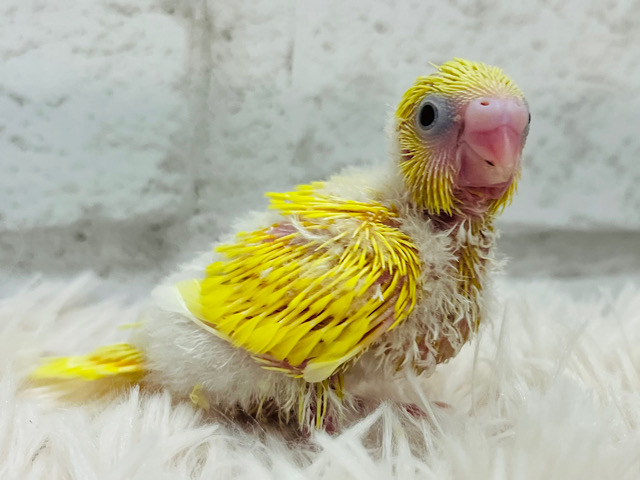 もぎたて果実🍋フレッシュカラー‪☆セキセイインコ(ダブルファクター) ヒナ