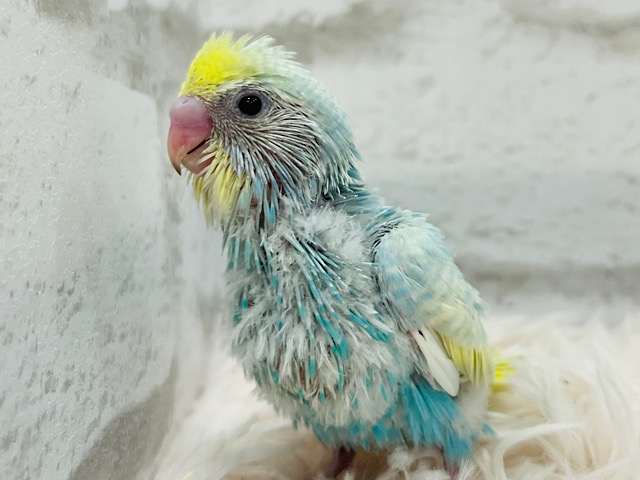 ピッカピカ‪☆元気っ子‪☆セキセイインコ(パステルレインボー) ヒナ