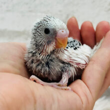可愛いお顔♡大人っぽカラー♡セキセイインコ(グレーパイド) ヒナ