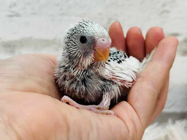 可愛いお顔♡大人っぽカラー♡セキセイインコ(グレーパイド) ヒナ