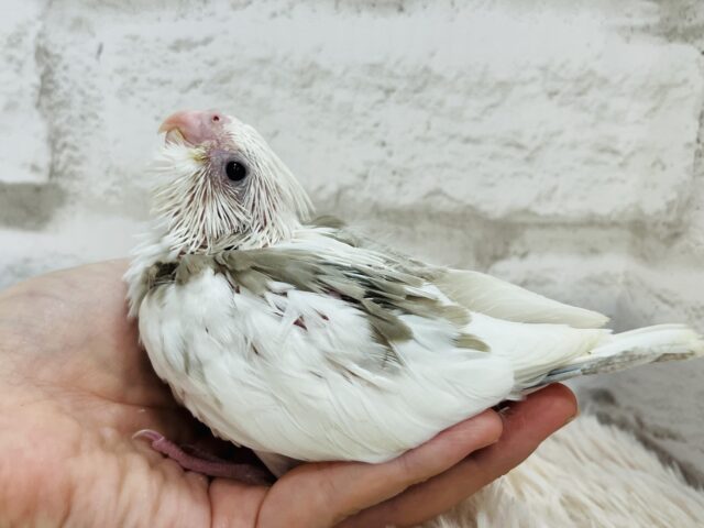 オカメインコ