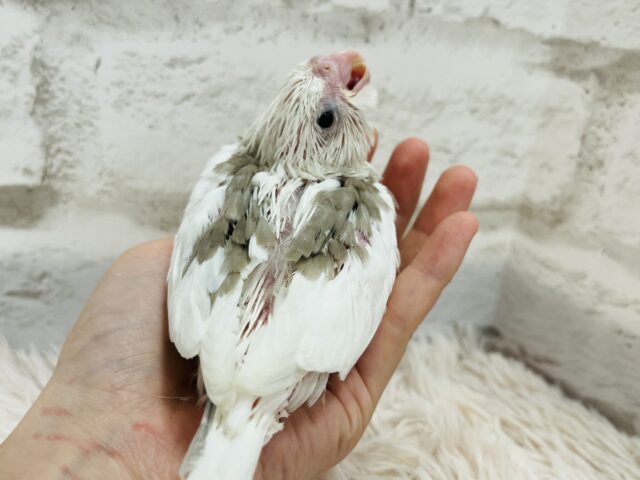 オカメインコ