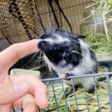 カキカキ⭕️ナデナデ⭕️最新画像⭐️大人気！デグー(ブラックパイド)ちゃんがやってきましたよ〜♪