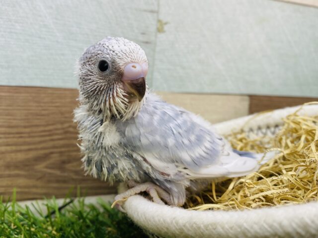 落ち着いたカラーに魅力が詰まっています🥰セキセイインコ（グレースパングル）🩶