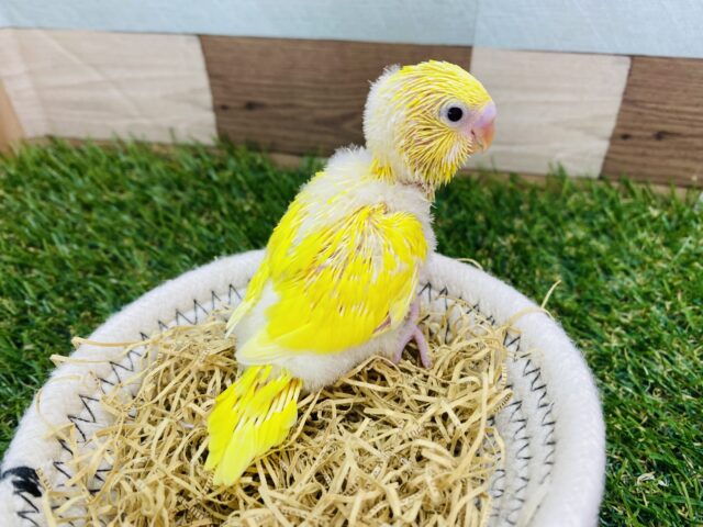 セキセイインコ