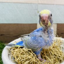濃いめのブルーに惹かれちゃいます🥰セキセイインコのレインボー🌈